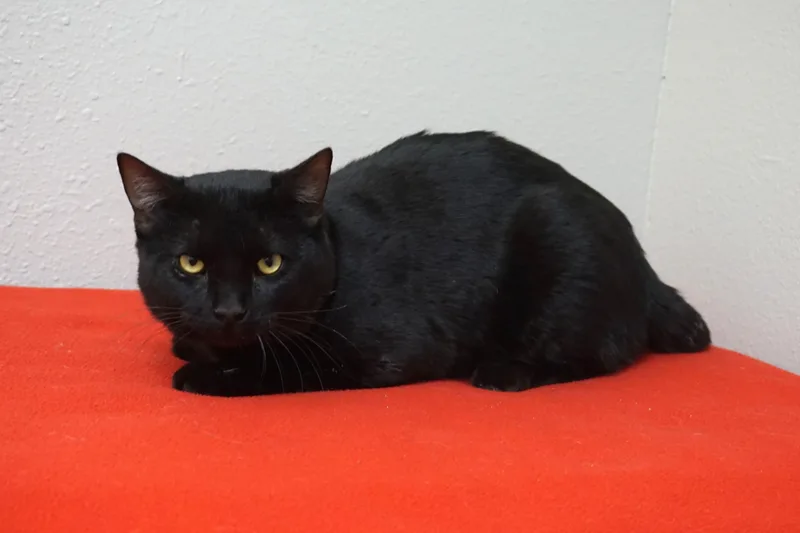 An adult medium-sized male Domestic Short Hair cat named Bodie for adoption in Fountain Hills, AZ
