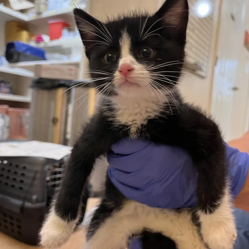 A baby small-sized male Black Domestic Short Hair cat named Pollen for adoption in Kanab, UT