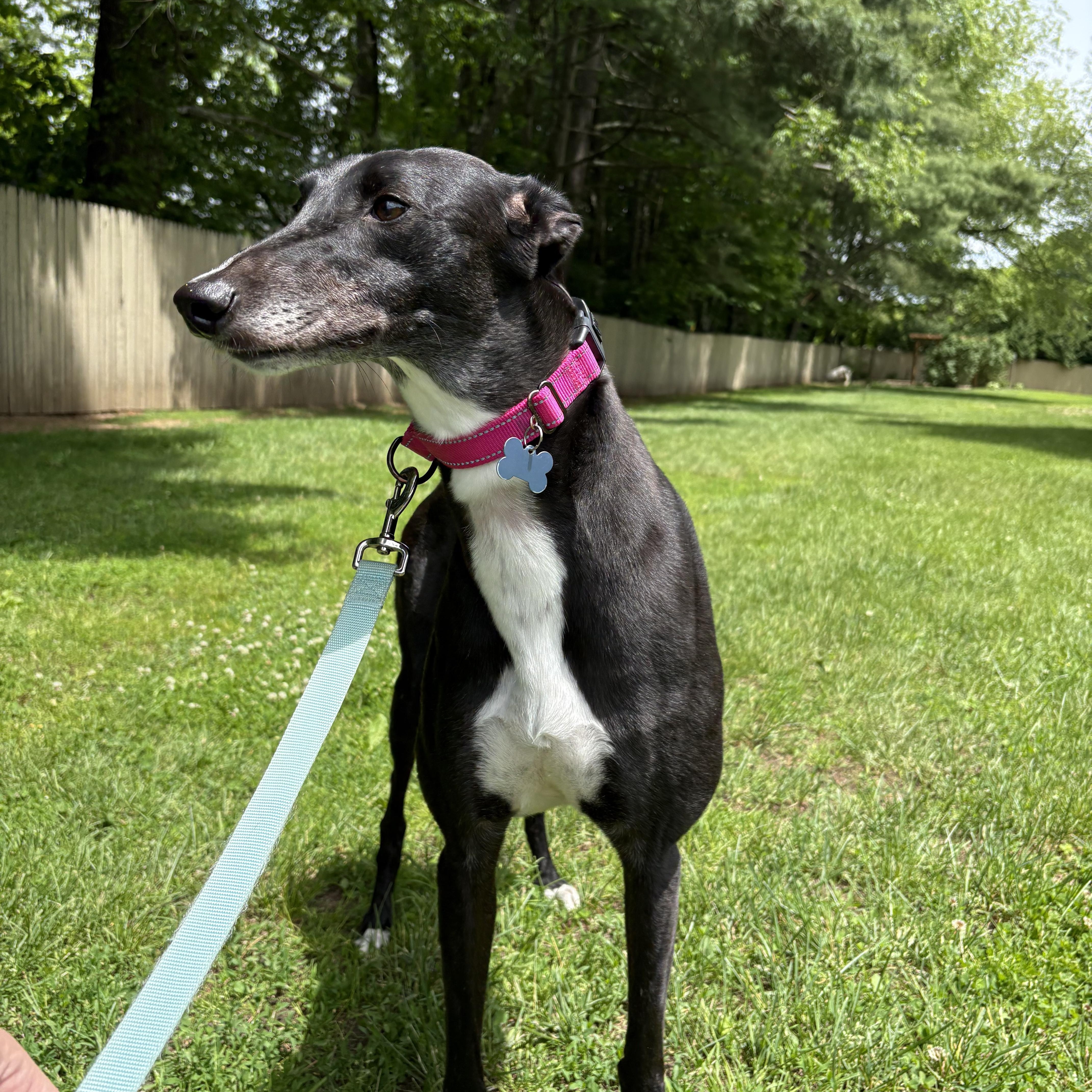An adult large-sized female Black Greyhound dog named Queen Victoria for adoption in Swanzey, NH