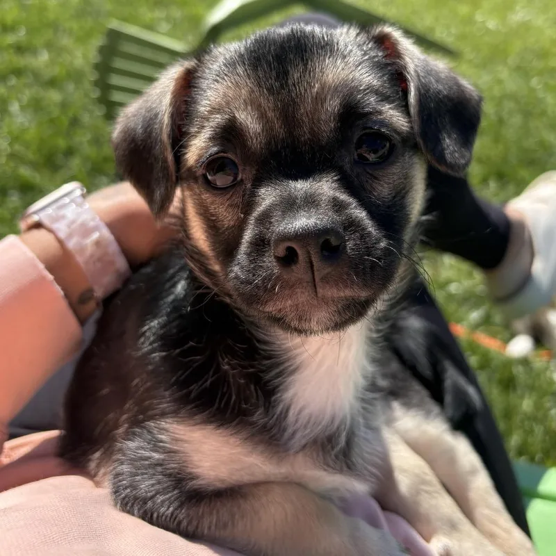 A baby small-sized male Black Chihuahua dog named Anakin for adoption in Mooresville, IN