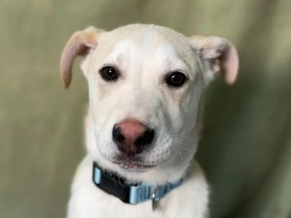 Rex