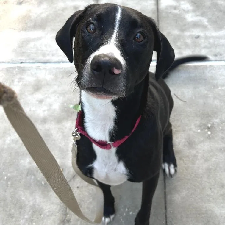 An adult large-sized female Black Mixed Breed dog named Diana for adoption in Jacksonville, FL