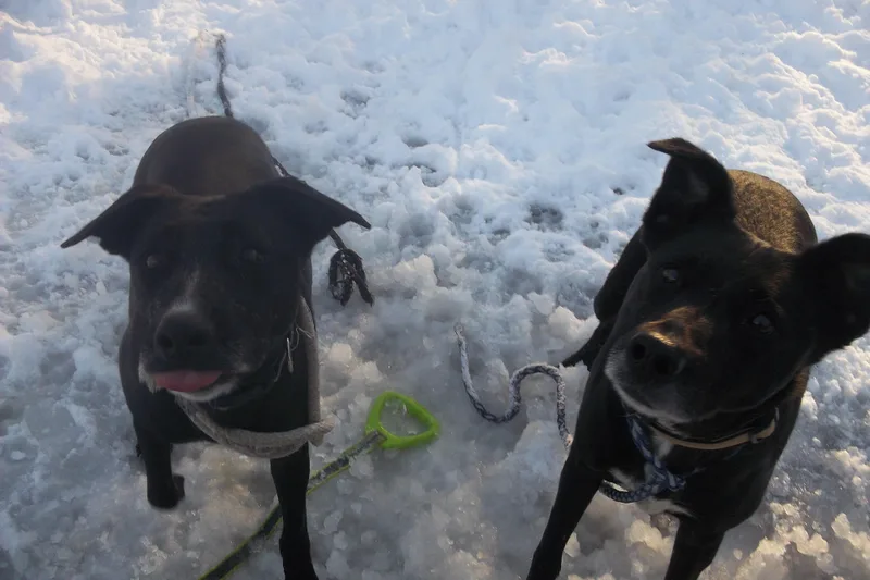 Mr. Fluff N Stuff thumbnail 2