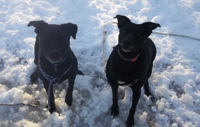 Mr. Fluff N Stuff thumbnail 3