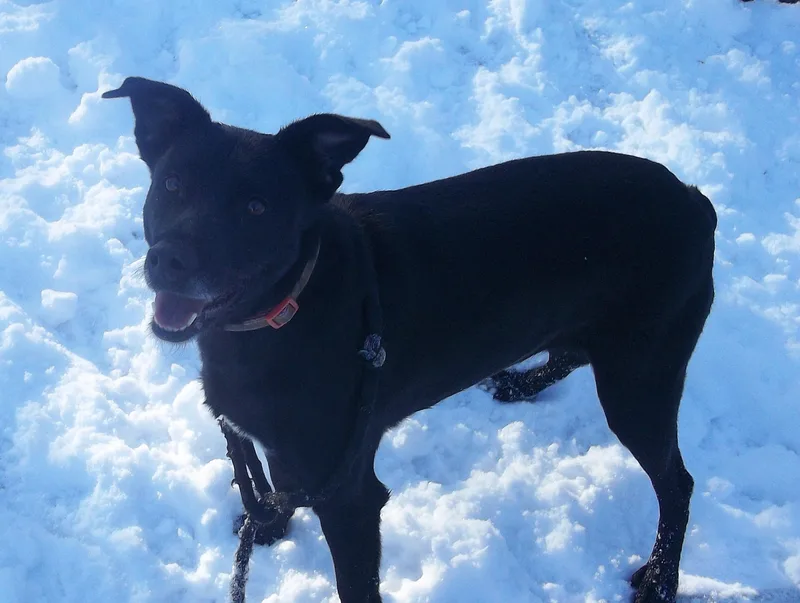 Mr. Fluff N Stuff thumbnail 4