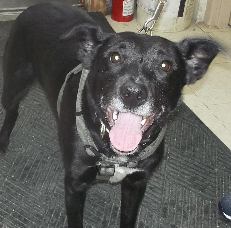 Mr. Fluff N Stuff thumbnail 5