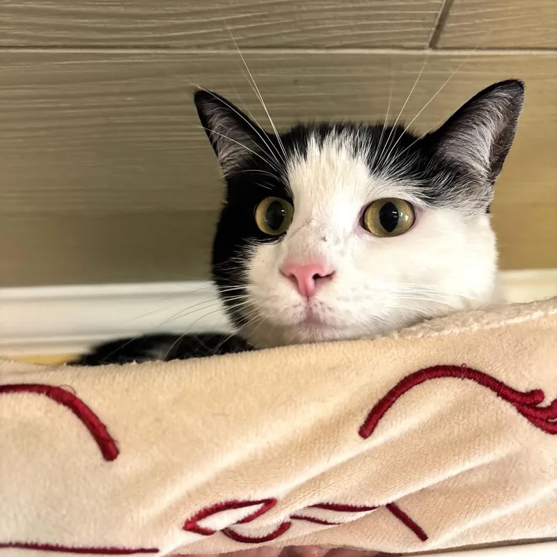 Daisy Dukes thumbnail 2