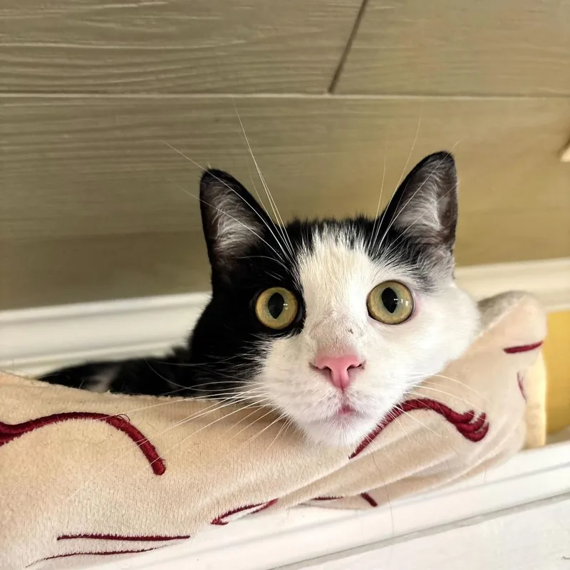 Daisy Dukes thumbnail 3