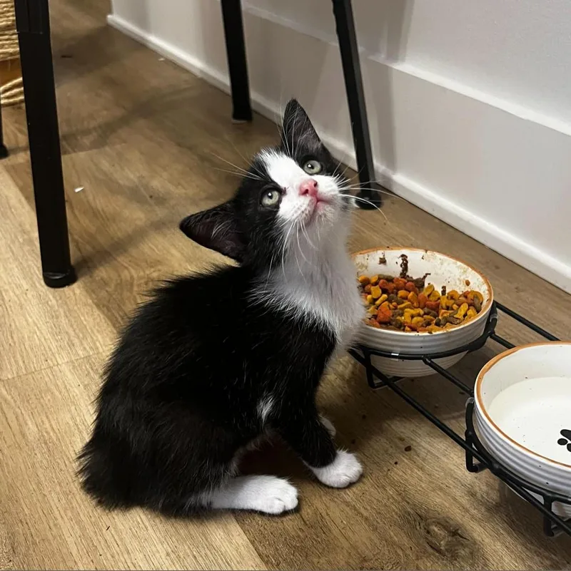 Daisy Dukes thumbnail 4