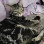 A baby medium-sized female Tabby (Gray / Blue / Silver) Domestic Short Hair cat named Sasuke for adoption in Menasha, WI