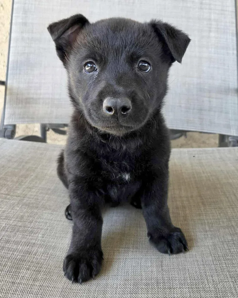 A baby medium-sized male Terrier dog named Joey for adoption in Corona, CA
