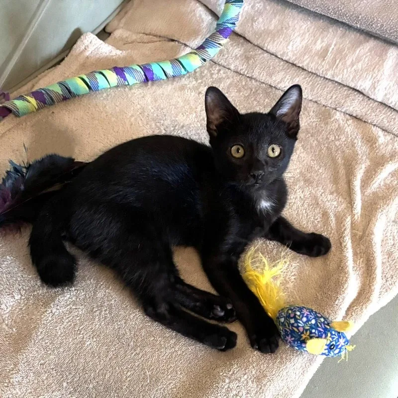 A young medium-sized male Black & White / Tuxedo Domestic Short Hair cat named Hootsoftly for adoption in Satellite Beach, FL