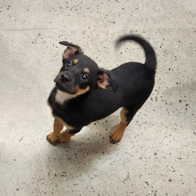 A baby medium-sized female Tricolor (Brown, Black, & White) Terrier dog named Tori for adoption in New Rochelle, NY