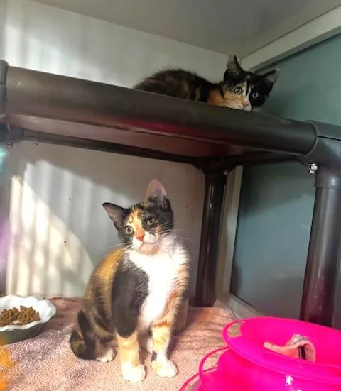 A baby small-sized female Calico Domestic Short Hair cat named Cher and Dionne for adoption in Hutchinson, MN