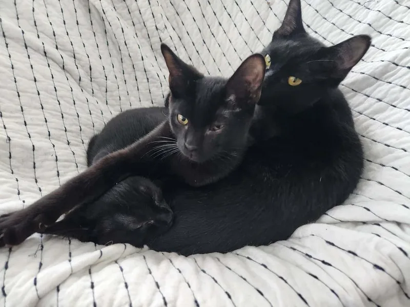 Snickers Xxix thumbnail 2