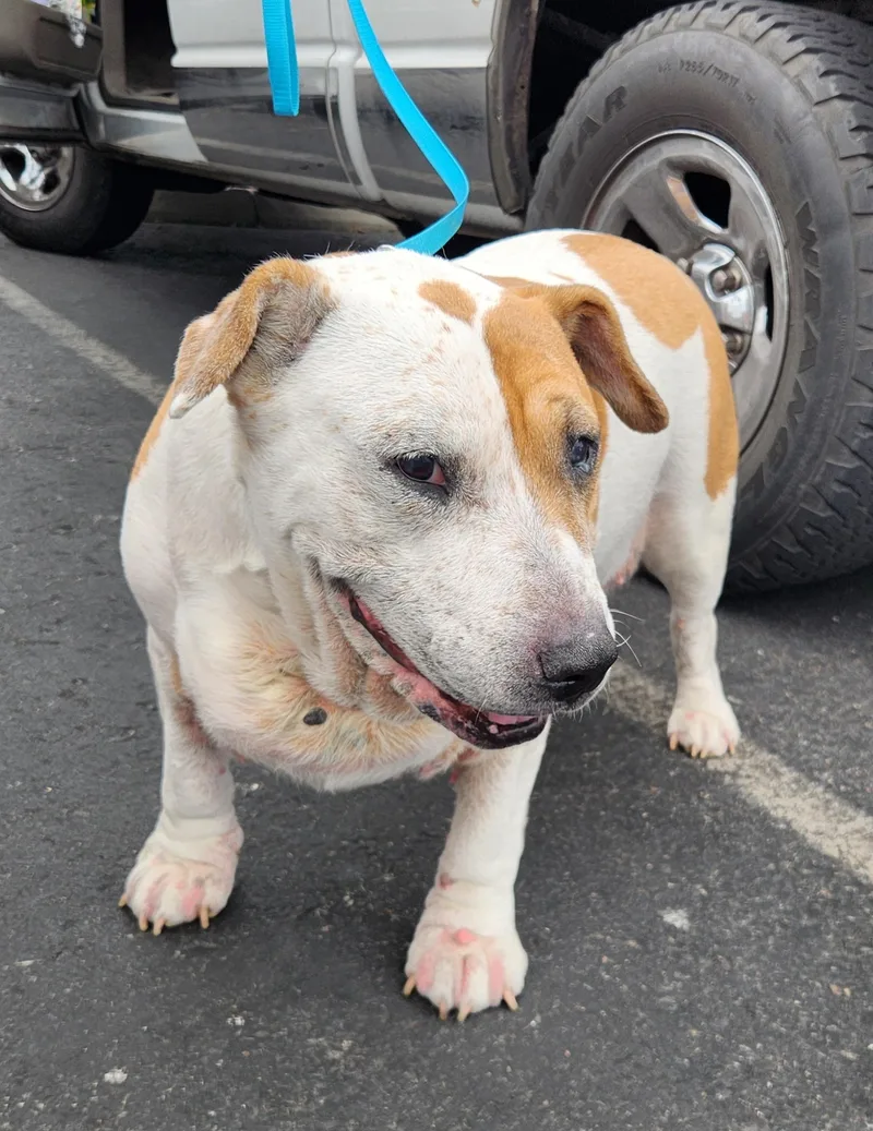 A senior extra large-sized male White / Cream American Foxhound dog named Wilbur for adoption in Las Vegas, NV