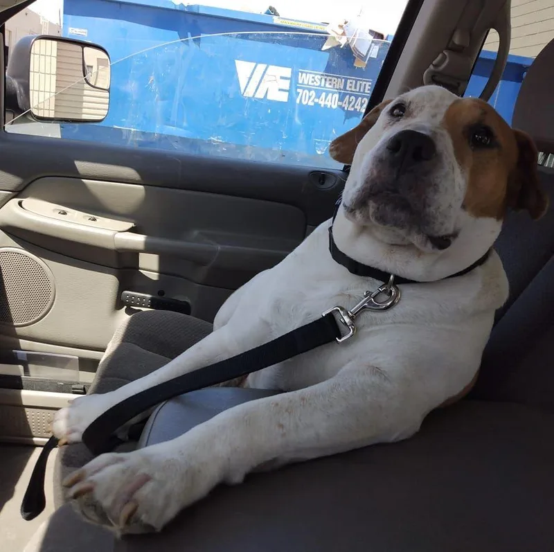 Wilbur thumbnail 6