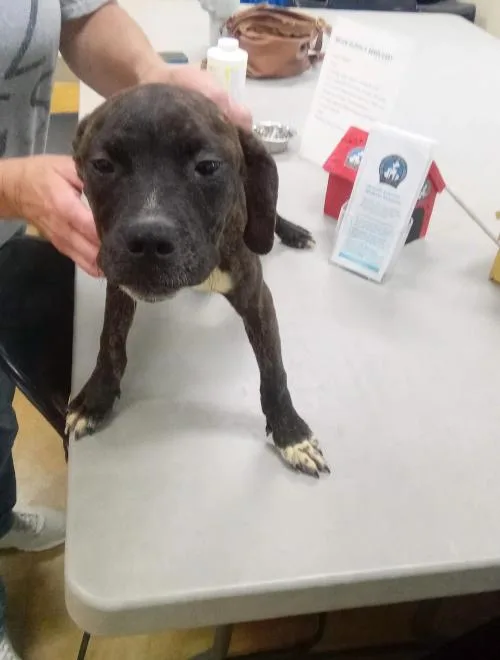 A young large-sized female Pit Bull Terrier dog named Marisol for adoption in Austin, MN