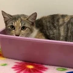 Florence thumbnail 3