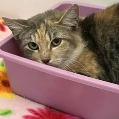 Florence thumbnail 4