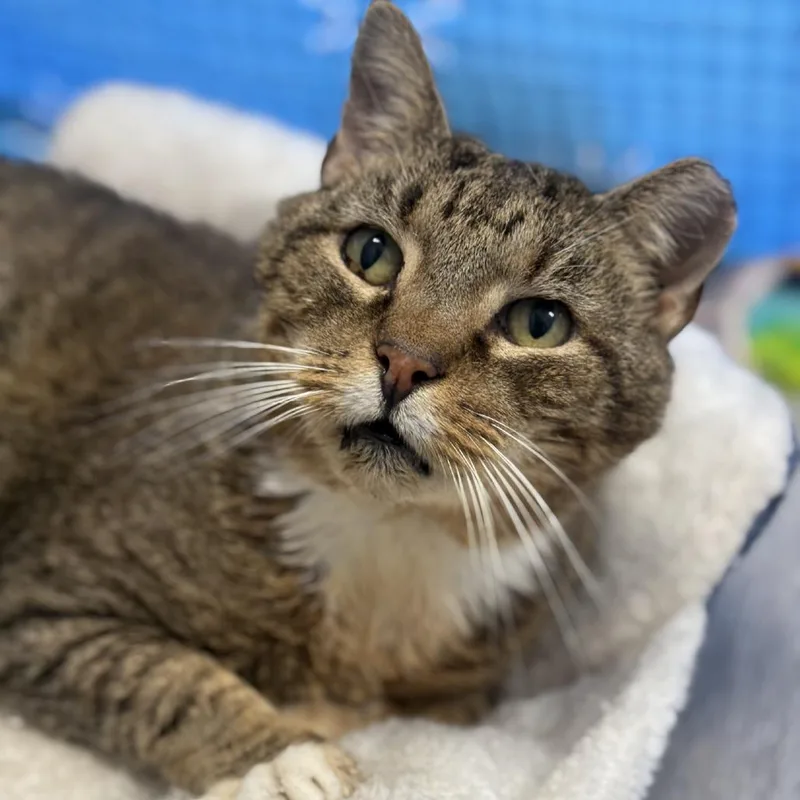 An adult medium-sized male Domestic Short Hair cat named Critter for adoption in Queenstown, MD