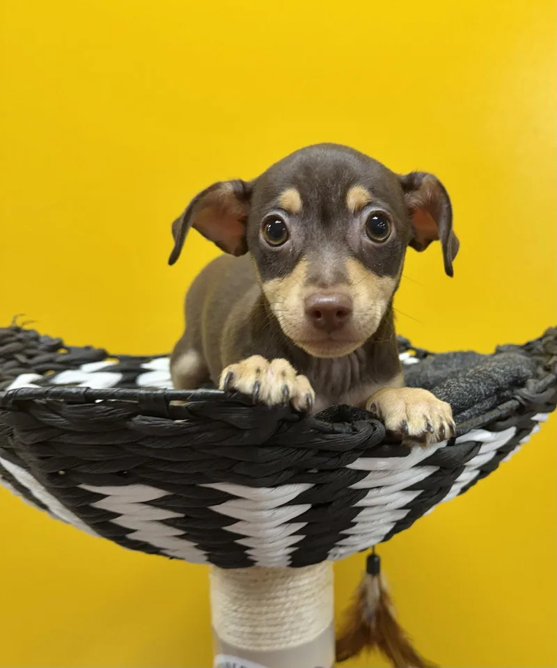 A baby small-sized female Chihuahua dog named Belle for adoption in Munford, TN