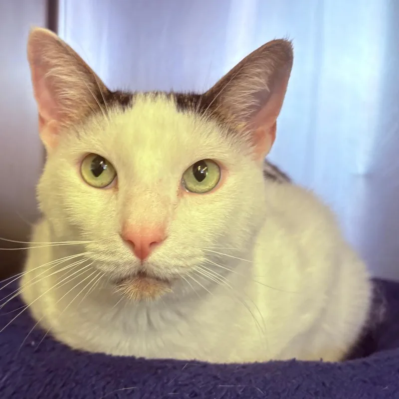 A senior large-sized male White Domestic Short Hair cat named Blitz for adoption in Spokane, WA