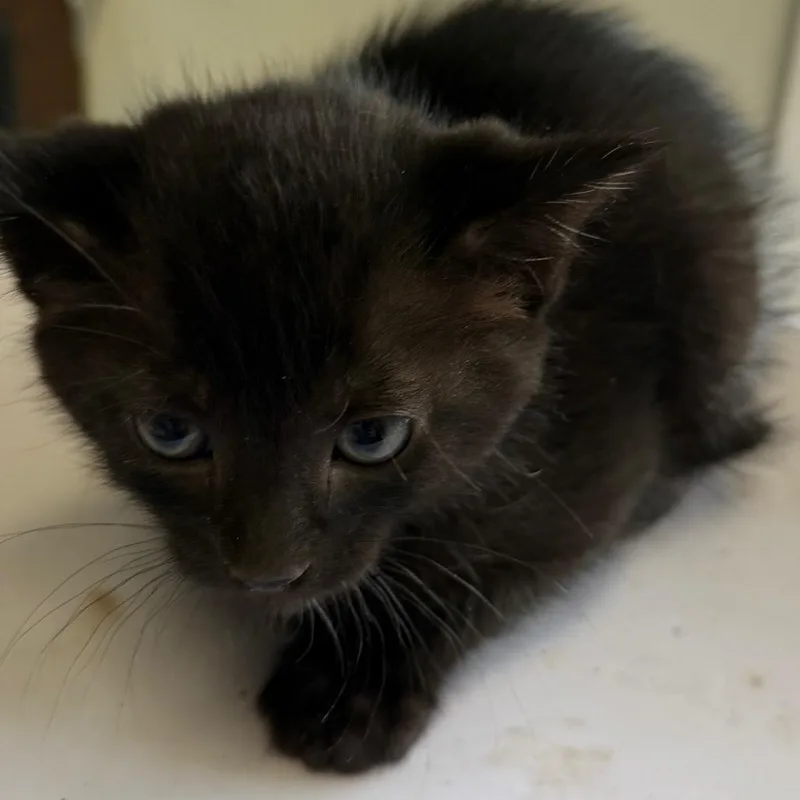 A baby small-sized male Black Domestic Medium Hair cat named Nick for adoption in Floresville, TX