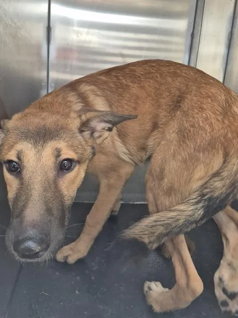 A baby medium-sized male German Shepherd Dog dog named Nigel Boneberry for adoption in San Antonio, TX