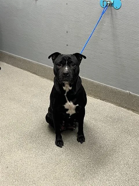 An adult large-sized female Pit Bull Terrier dog named Azura for adoption in Las Vegas, NV