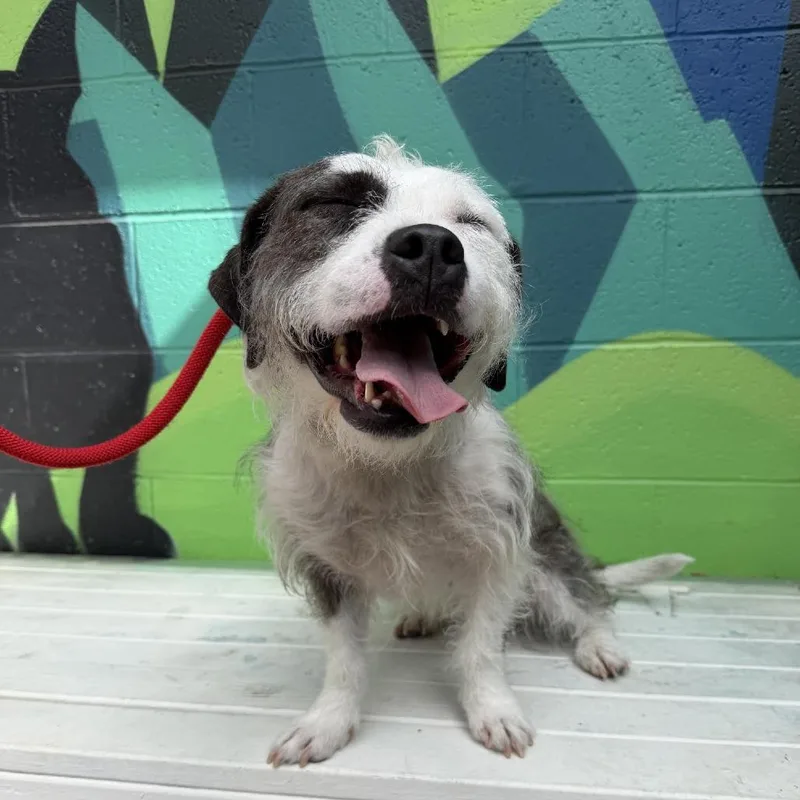 An adult medium-sized female Gray / Blue / Silver Terrier dog named Tiny for adoption in Bellingham, WA