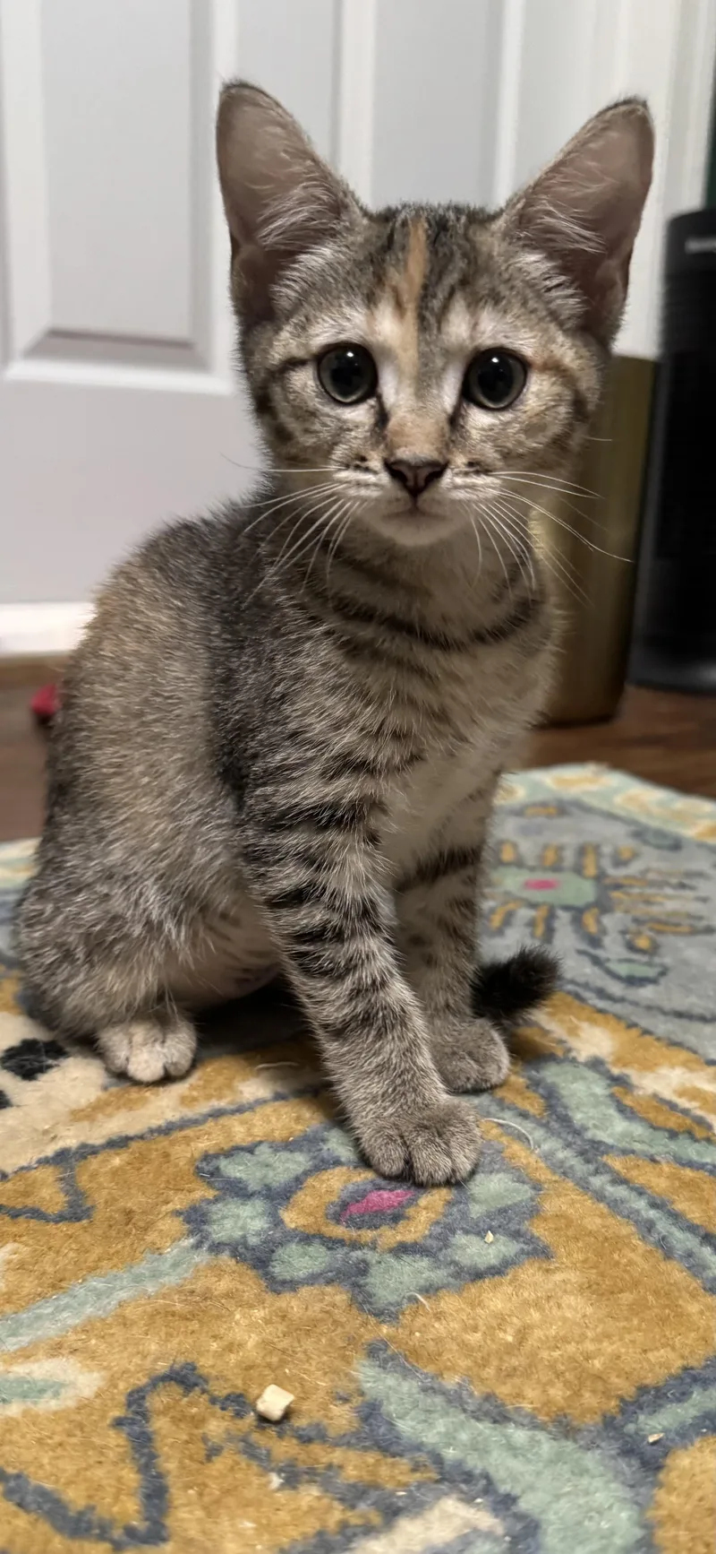 A baby medium-sized female Tabby (Tiger Striped) Domestic Short Hair cat named Barbara Bush for adoption in Richmond, VA