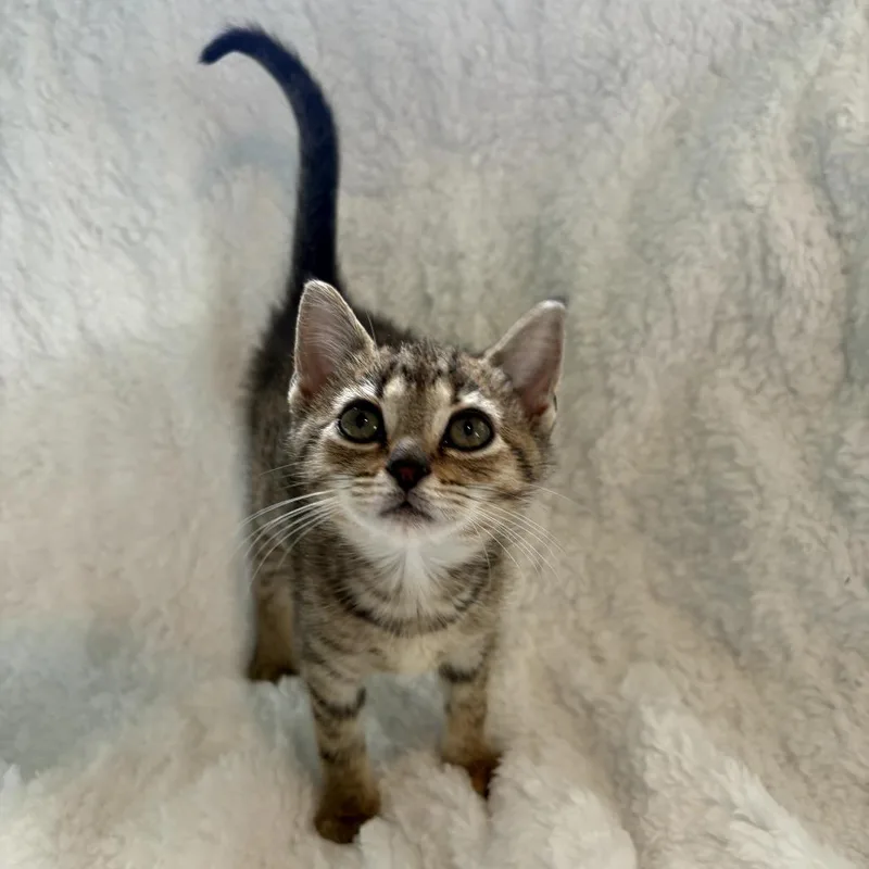 A baby small-sized female Torbie Domestic Short Hair cat named Daria for adoption in Lexington, KY
