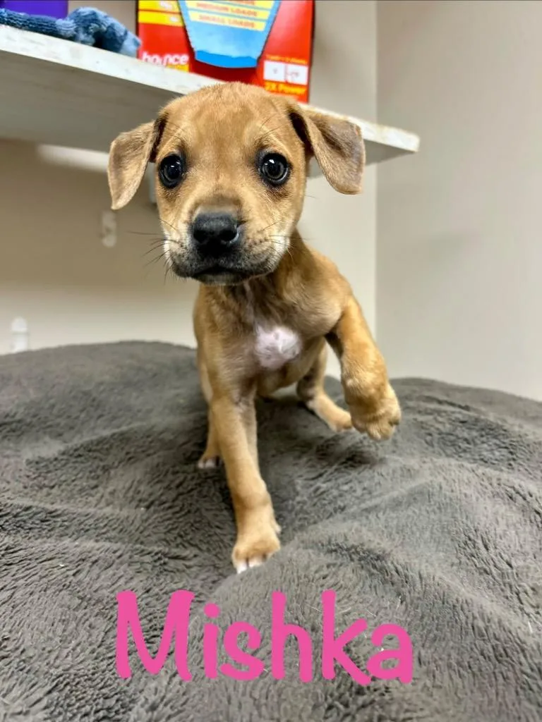 A baby small-sized female Husky dog named Mishka for adoption in West Union, OH