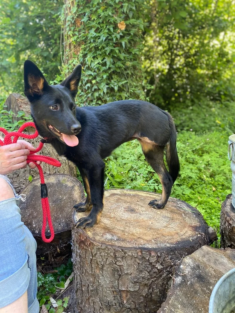 A baby medium-sized female German Shepherd Dog dog named Nancy for adoption in Snoqualmie, WA