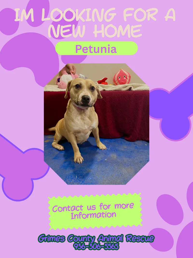Petuina