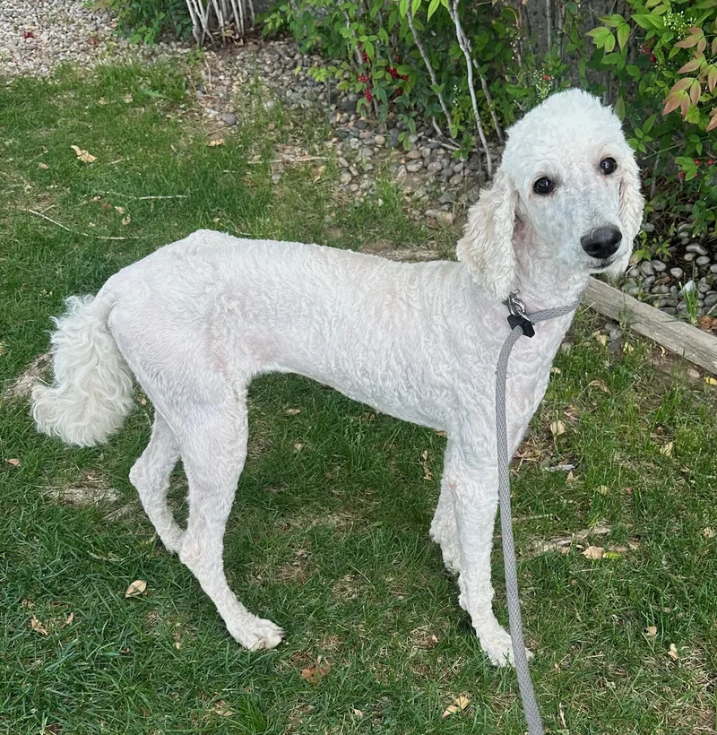 A young medium-sized female White / Cream Standard Poodle dog named Letty for adoption in Albuquerque, NM