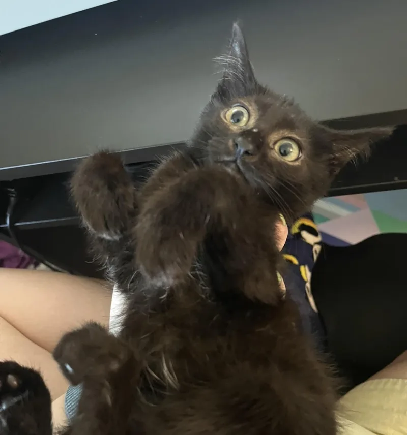 A baby small-sized female Black Domestic Short Hair cat named Rochefort Musketeer for adoption in Chandler, AZ