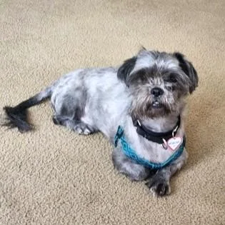 An adult small-sized male Mixed Breed dog named Corky for adoption in Washington, DC
