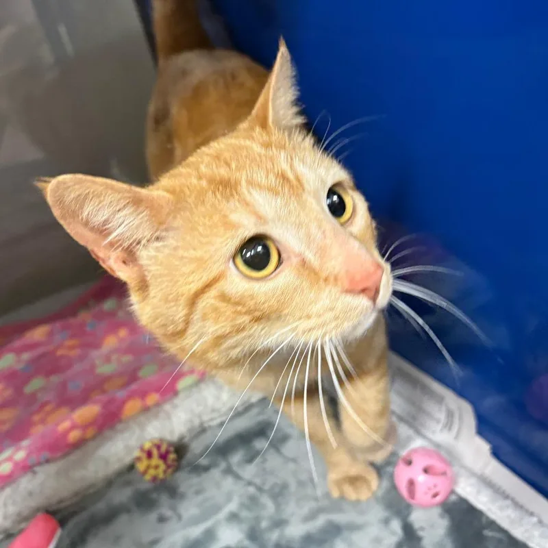 An adult medium-sized male Orange / Red Domestic Short Hair cat named Jerry  U for adoption in Tupelo, MS