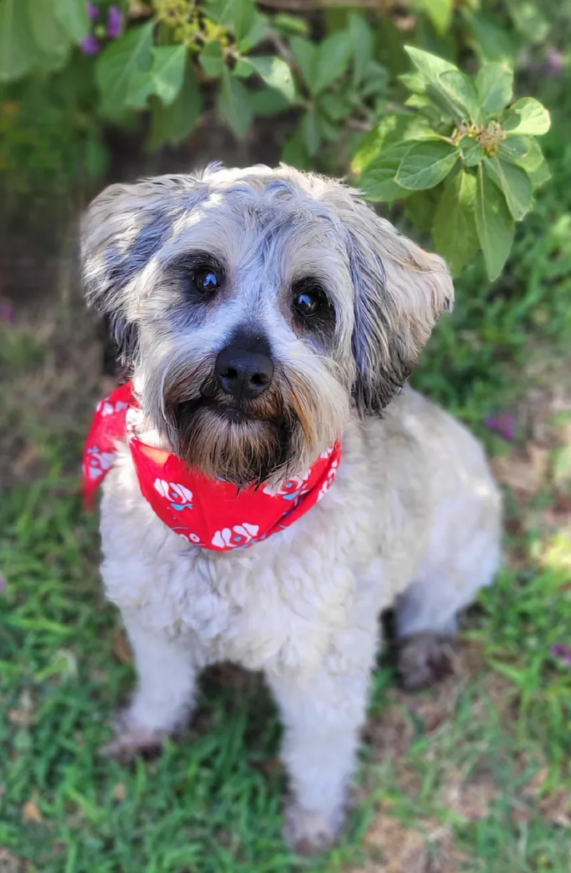 A young small-sized male Miniature Schnauzer dog named Harry for adoption in Vernon, TX