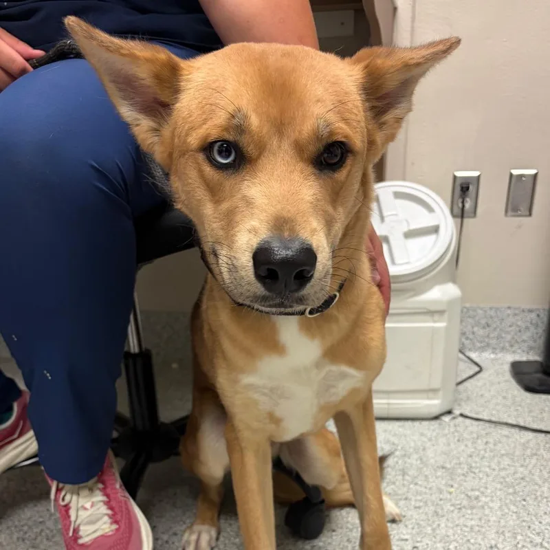 A young medium-sized male Apricot / Beige Husky dog named Koda for adoption in Reno, NV
