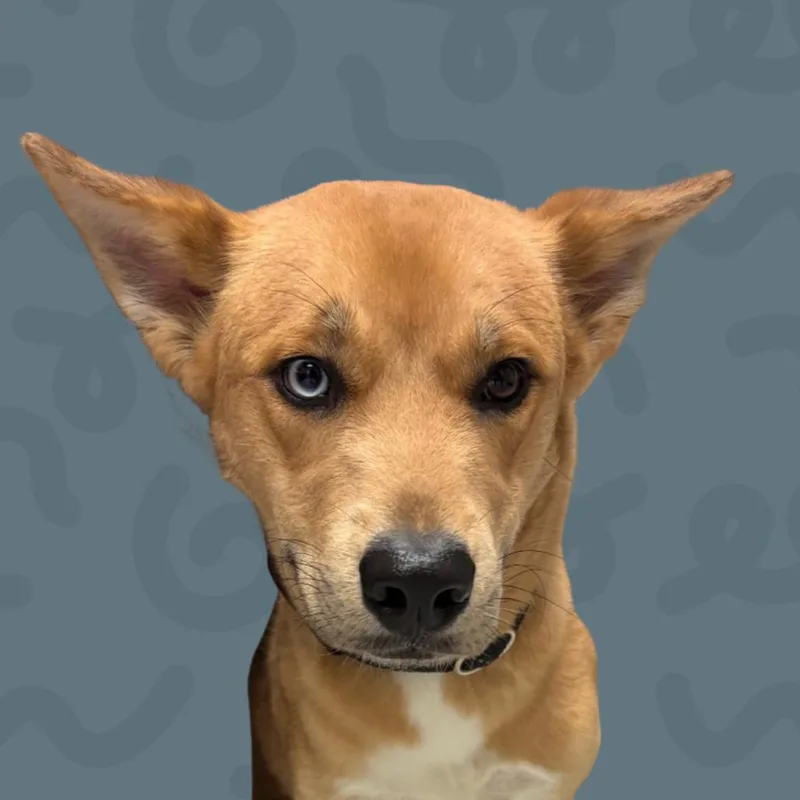 Koda thumbnail 2
