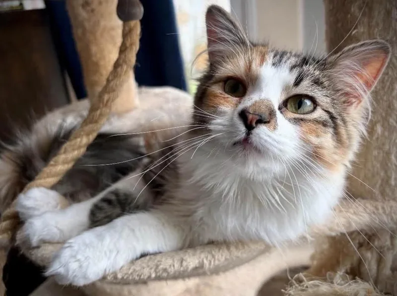 A baby medium-sized female Calico cat named Sugar for adoption in Buffalo, NY