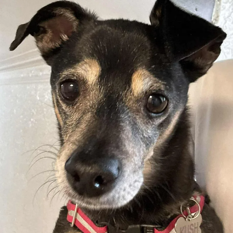 A senior small-sized male Black Chihuahua dog named Kush for adoption in Long Island City, NY
