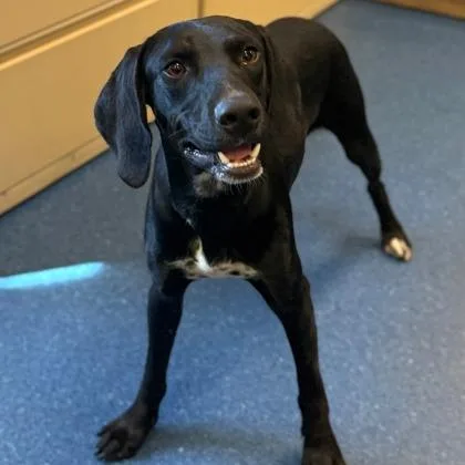 A young medium-sized male Black Labrador Retriever dog named Badger for adoption in Fairfax, VA