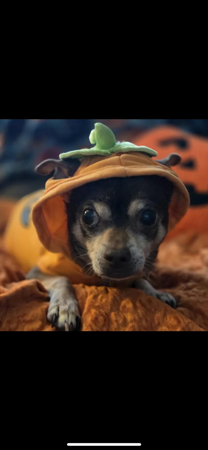 An adult small-sized female Bicolor Chihuahua dog named Lottie for adoption in Hamden, CT