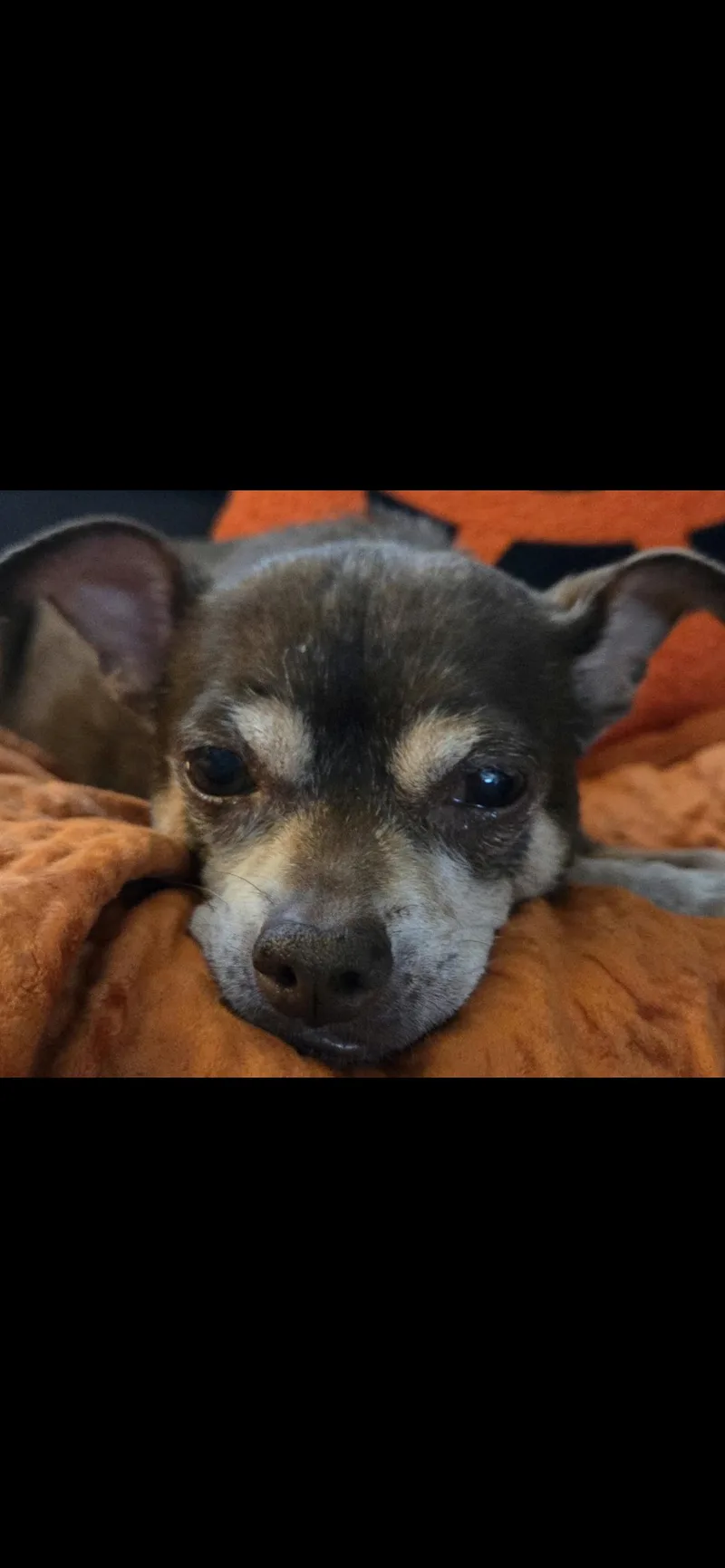 Lottie thumbnail 6