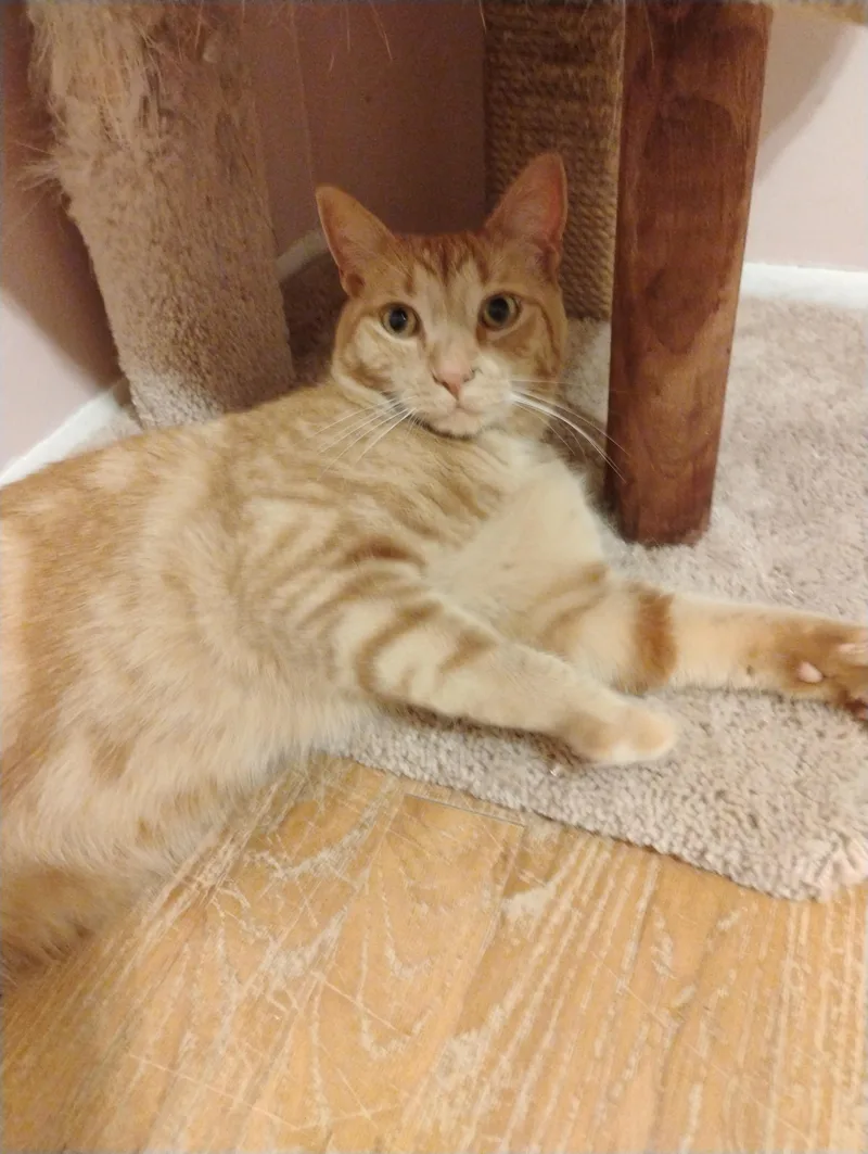 An adult medium-sized male Tabby (Orange / Red) Domestic Short Hair cat named Rusty for adoption in Sterling Heights, MI