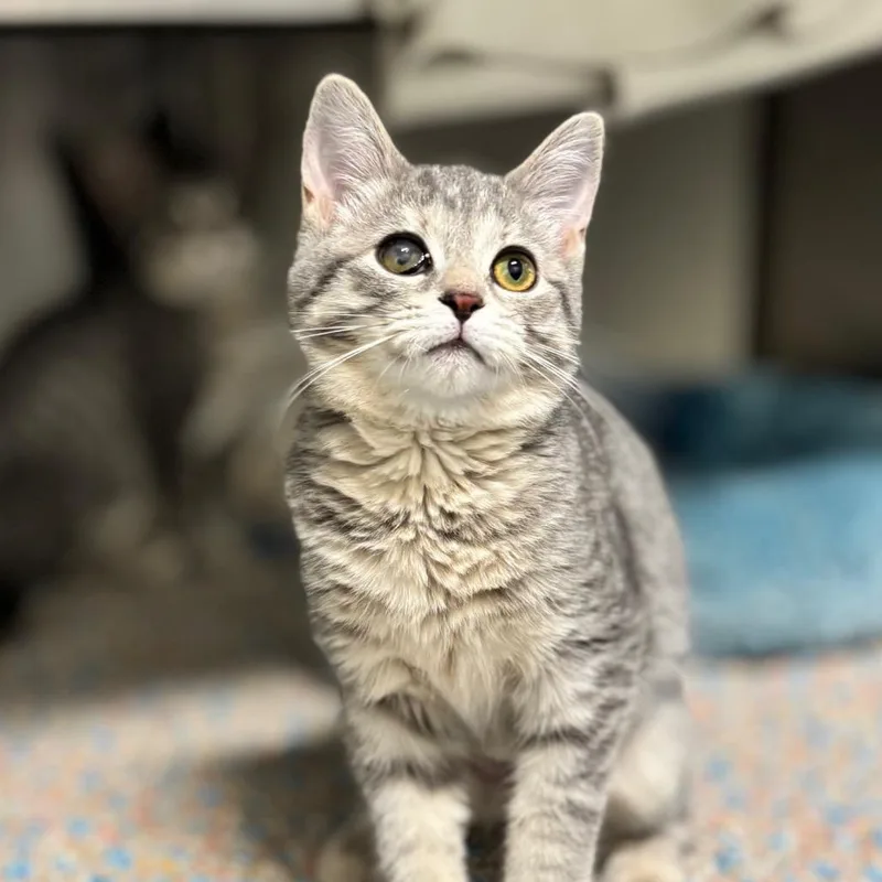A baby small-sized female Gray / Blue / Silver Domestic Short Hair cat named Georgia for adoption in Nashville, IN